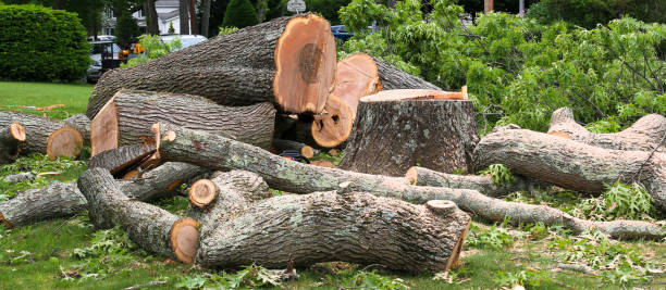 How Our Tree Care Process Works  in  Bala Cynwyd, PA